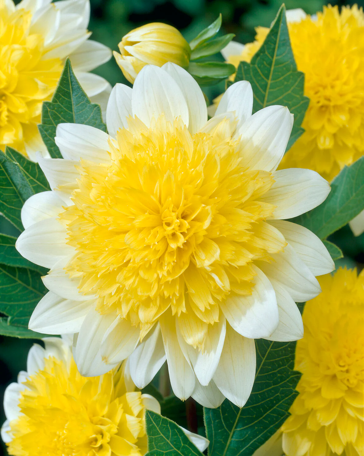 Thumbnail 7