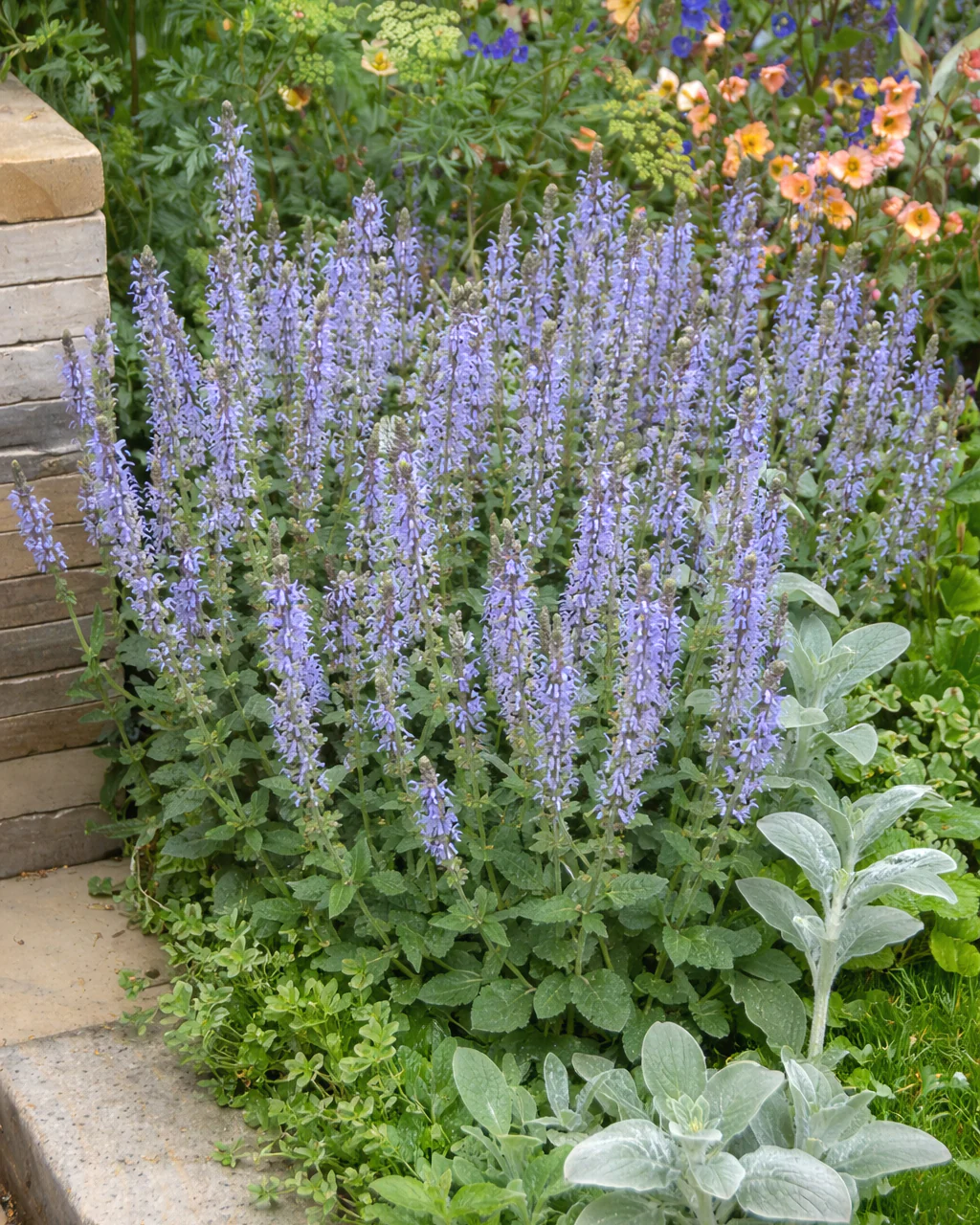 New perennials